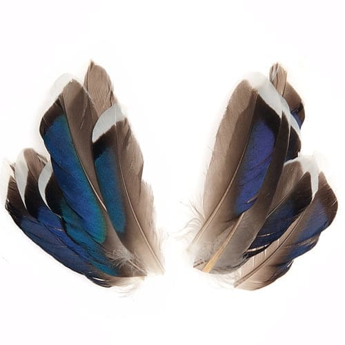 Mallard McGinty - Plumes - 6 paires