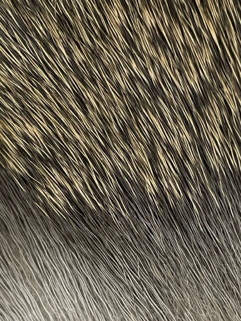 Deer Body Hair