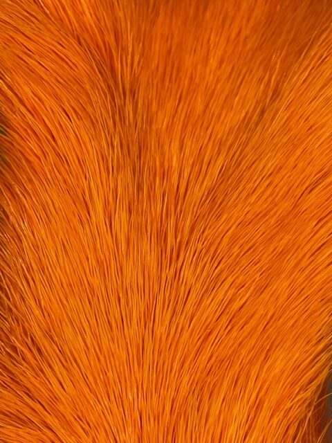 Deer Belly Hair