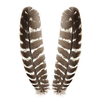 Ozark Turkey - Wing Quill — Boutique Salmo Nature