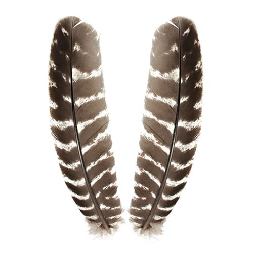 Ozark Turkey - Wing Quill