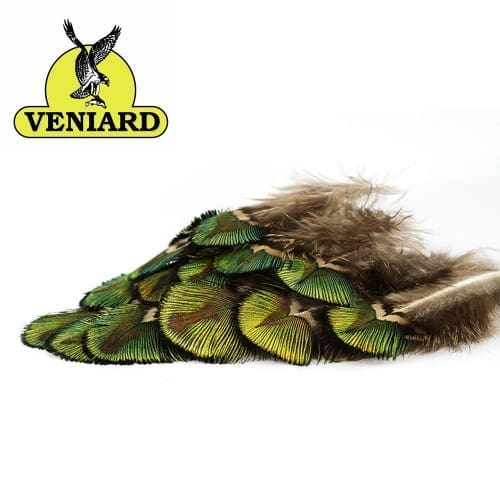 Paon - Corps Doré - 12 Plumes