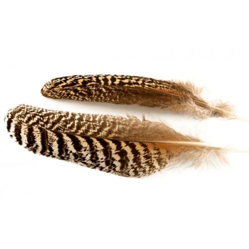 Peacock - Mottled Quills