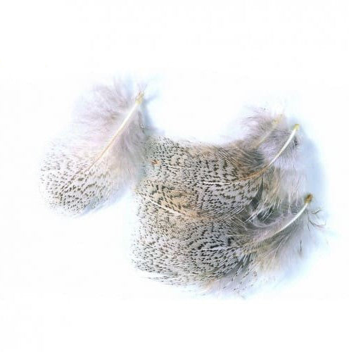 Perdrix Anglaise - Plumes de Cou Grises