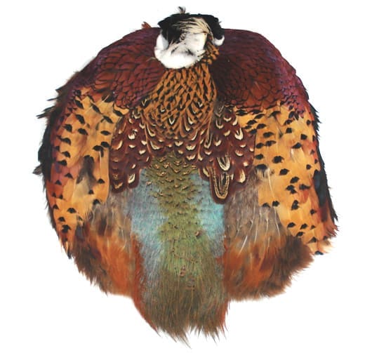 Ringneck Pheasant - Jumbo Skin #1