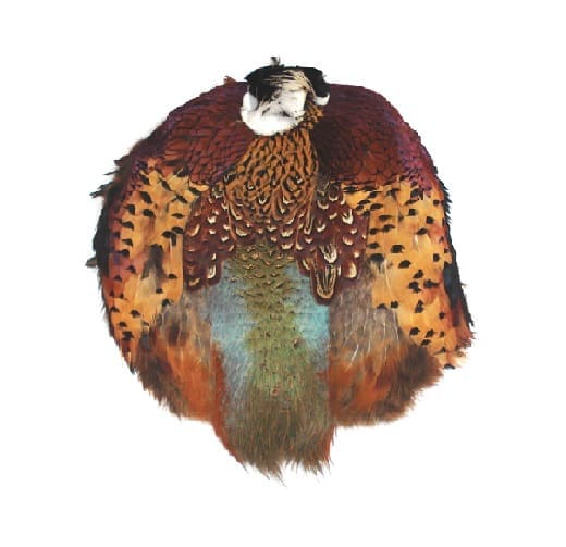 Faisan à collier - Peau complète