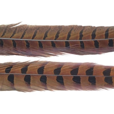 Pheasant - Tail