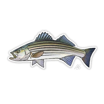 Striped Bass Sticker — Boutique Salmo Nature
